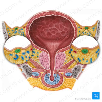 Ductus deferens (Samenleiter); Bild: Irina Münstermann