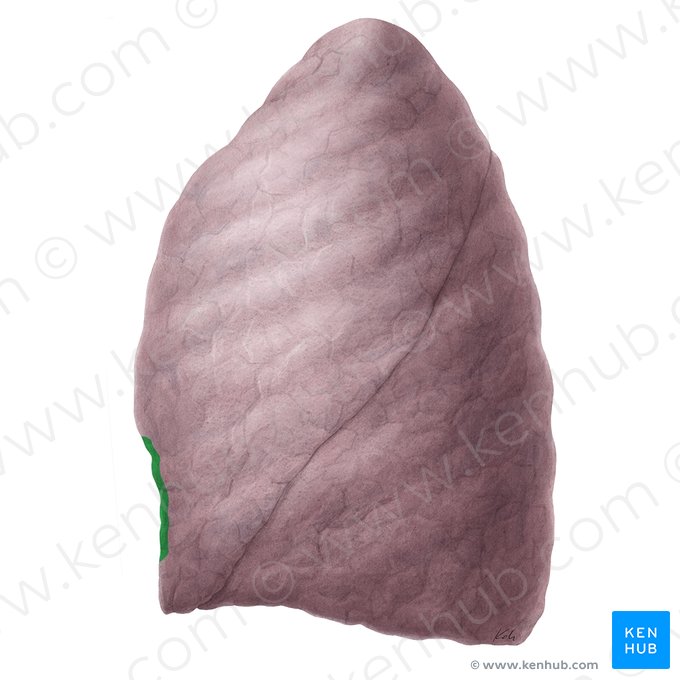 Incisura cardíaca do pulmão esquerdo (Incisura cardiaca pulmonis sinistri); Imagem: Yousun Koh