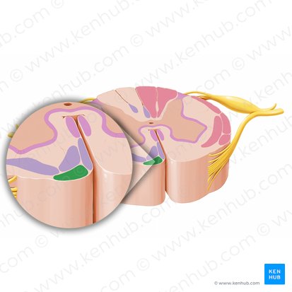 Tracto tectoespinal (Tractus tectospinalis); Imagen: Paul Kim