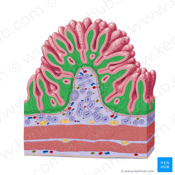 Lâmina própria da mucosa (Lamina propria mucosae); Imagem: Paul Kim