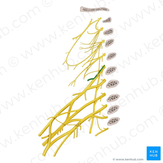 Dorsal scapular nerve (Nervus dorsalis scapulae); Image: Begoña Rodriguez