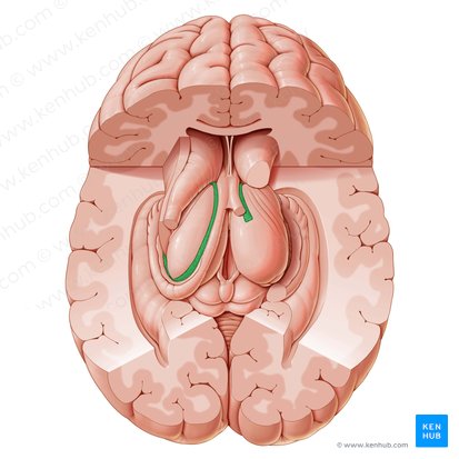 Plexo coroideo del ventrículo lateral (Plexus choroideus ventriculi lateralis); Imagen: Paul Kim