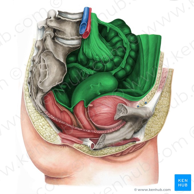 Peritoneum (Bauchfell); Bild: Irina Münstermann