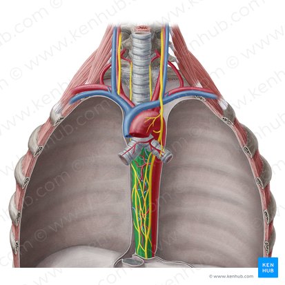 Pars thoracica oesophagi (Brustteil der Speiseröhre); Bild: Yousun Koh