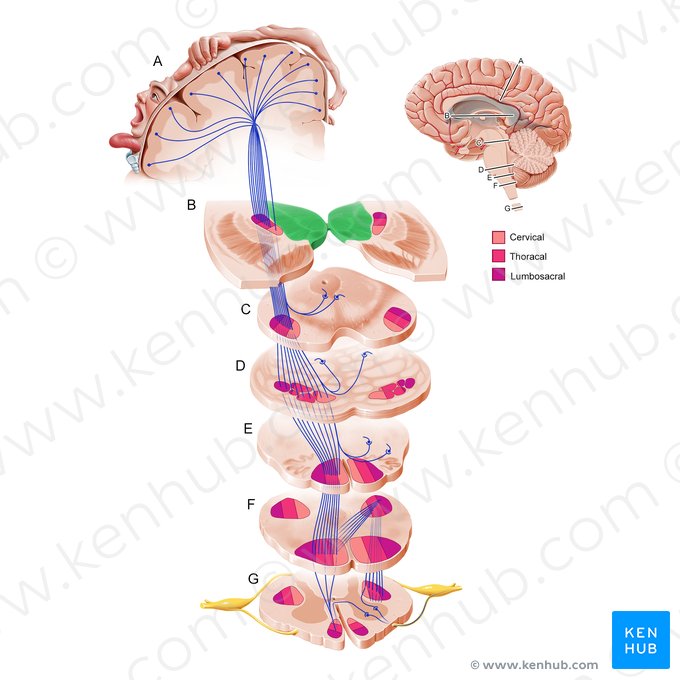 Thalamus; Image: Paul Kim