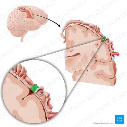 Motor cortex of forehead (Cortex motorius regionis frontalis); Image: Paul Kim