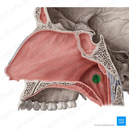 Ostium pharyngeum tubae auditivae (Rachenöffnung der Ohrtrompete); Bild: Yousun Koh