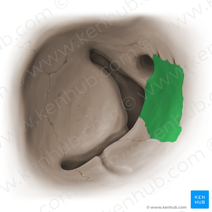 Orbital plate of ethmoid bone (Lamina orbitalis ossis ethmoidalis); Image: Paul Kim