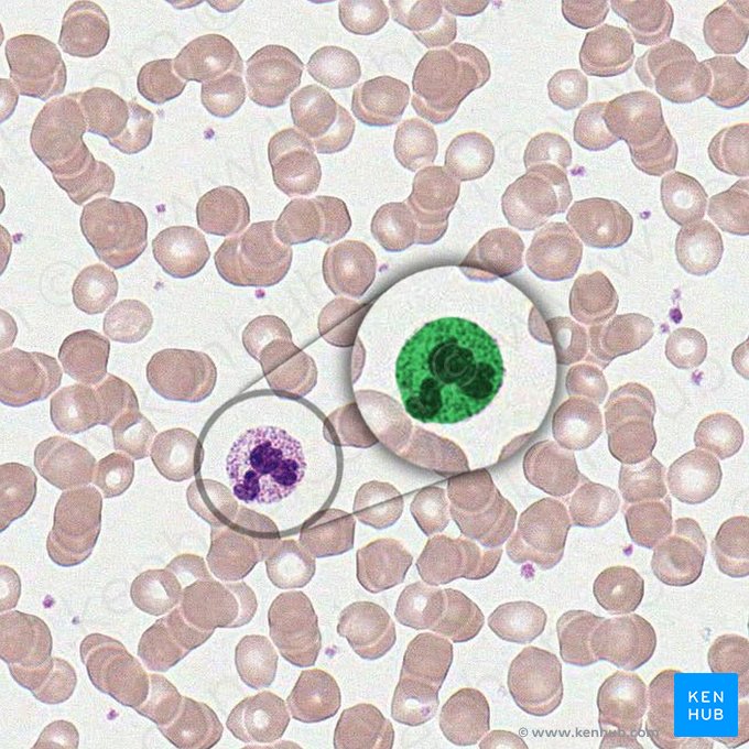 Neutrófilo (Granulocytus neutrophilus); Imagen: 