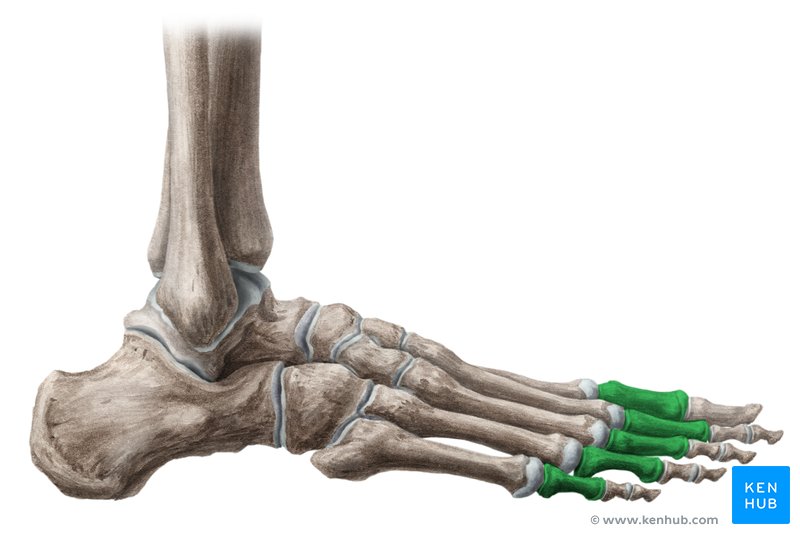 Proximal phalanges of the foot - caudal view