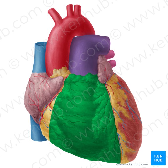 Right ventricle of heart (Ventriculus dexter cordis); Image: Yousun Koh