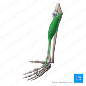 Músculo flexor radial do carpo (Musculus flexor carpi radialis); Imagem: Yousun Koh