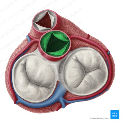 Valva aórtica (Valva aortae); Imagen: Yousun Koh