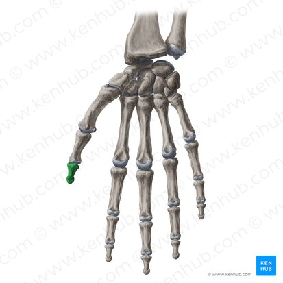 Falange distal do polegar (Phalanx distalis pollicis); Imagem: Yousun Koh