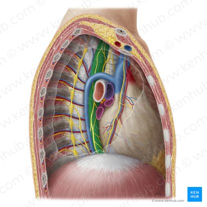 Esôfago (Oesophagus); Imagem: Yousun Koh