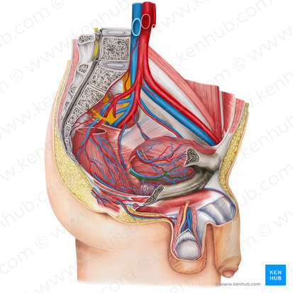 Arteria vesical inferior (Arteria vesicalis inferior); Imagen: Irina Münstermann