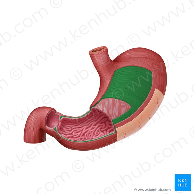 Circular layer of muscular coat of stomach (Stratum circulare tunicae muscularis gastris); Image: Paul Kim