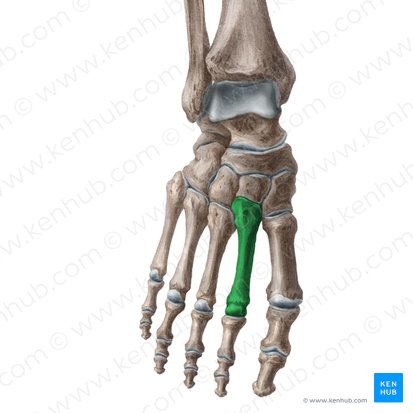 2.º metatarsal (Os 2 metatarsi); Imagem: Liene Znotina