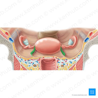 Round ligament of uterus (Ligamentum teres uteri); Image: Samantha Zimmerman