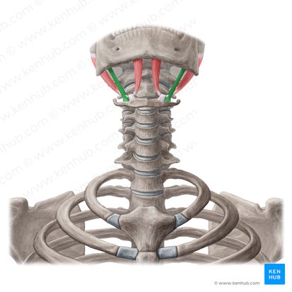 Músculo estilohioideo (Musculus stylohyoideus); Imagen: Yousun Koh