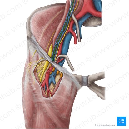 Testicular artery (Arteria testicularis); Image: Hannah Ely