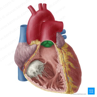 Valva pulmonar (Valva trunci pulmonalis); Imagen: Yousun Koh