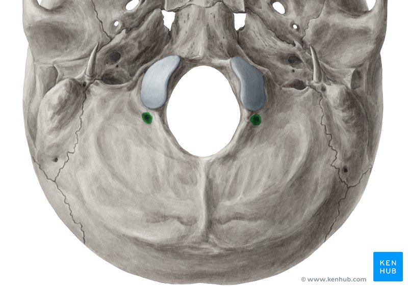 Condylar canals