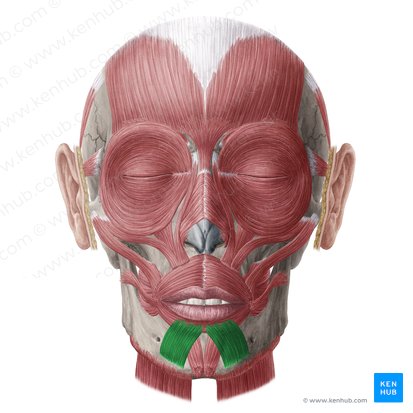 Músculo depresor del labio inferior (Musculus depressor labii inferioris); Imagen: Yousun Koh