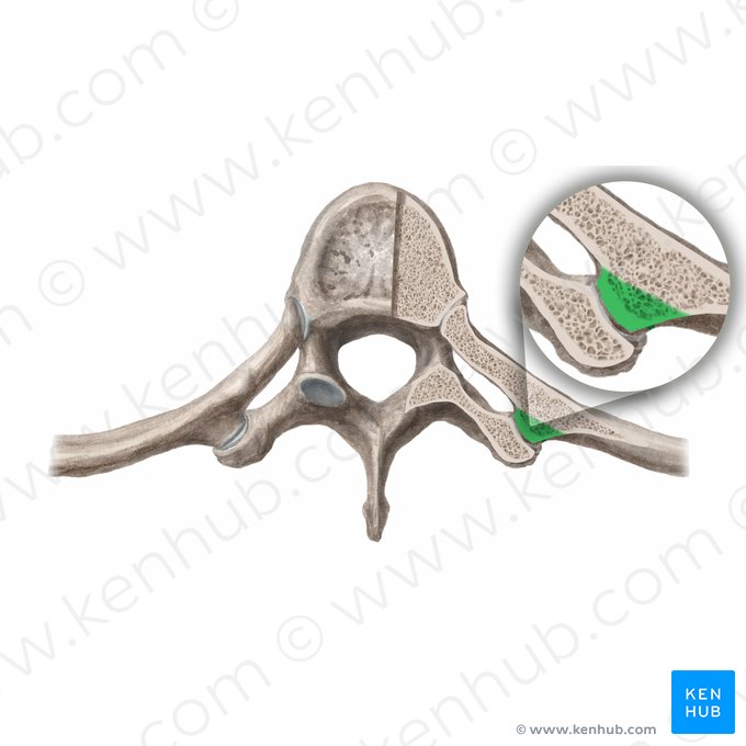 Tubérculo da costela (Tuberculum costae); Imagem: Begoña Rodriguez