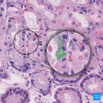 Gránulos secretores de mucina (Vesiculae mucosae); Imagen: 