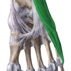 Lateral plantar muscles of foot