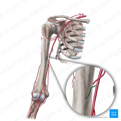 Nutrient artery of humerus (Arteria nutricia humeri); Image: Yousun Koh