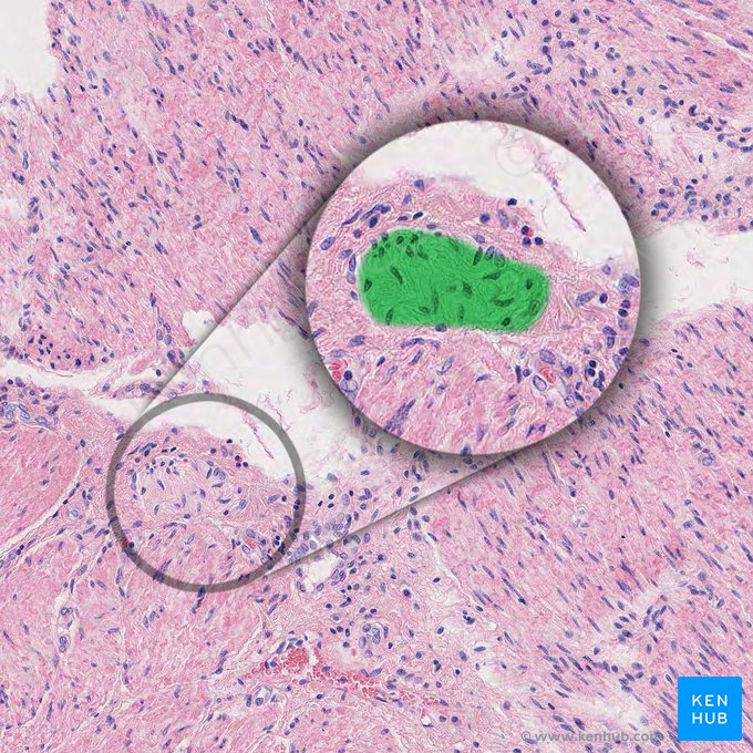 Myenteric plexus (of Auerbach) (Plexus myentericus); Image: 