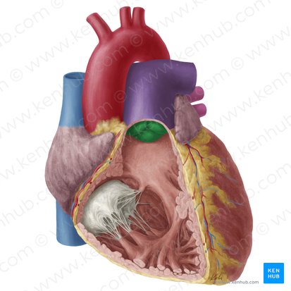 Valva pulmonar (Valva trunci pulmonalis); Imagen: Yousun Koh