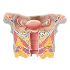 Cuello uterino, vagina y vulva 