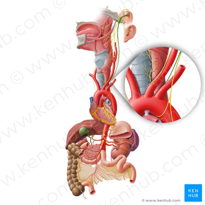 Ramus cardiacus cervicalis inferior nervi vagi (Unterer zervikaler Herzast des Vagusnervs); Bild: Paul Kim