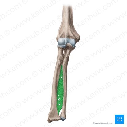 Pronation and supination: Anatomy, definition, images