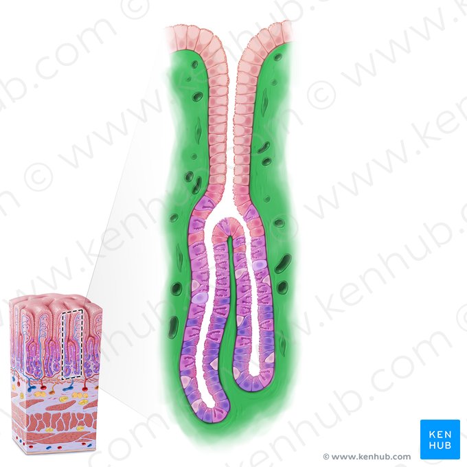 Lamina propria mucosae (Eigenschicht der Mukosa); Bild: Paul Kim