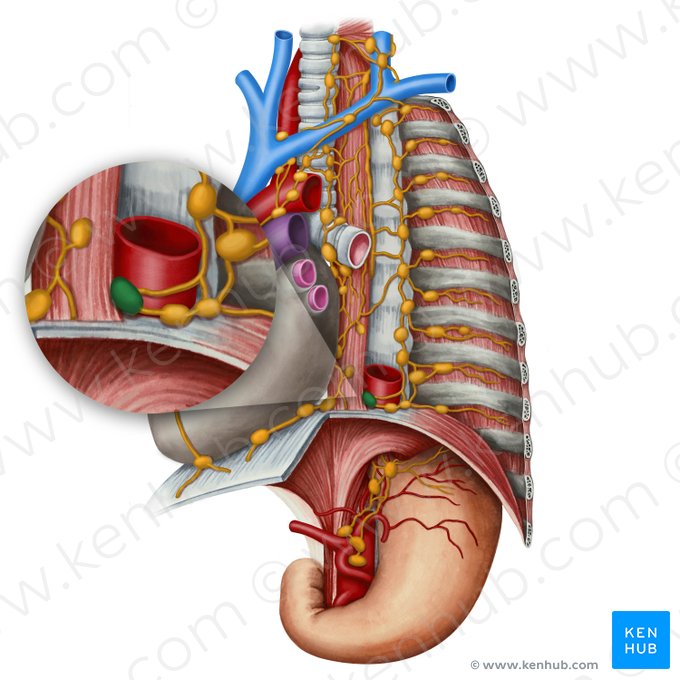 Ganglio linfático interaorticoesofágico (Nodus lymphoideus interaorticooesophagealis); Imagen: Irina Münstermann