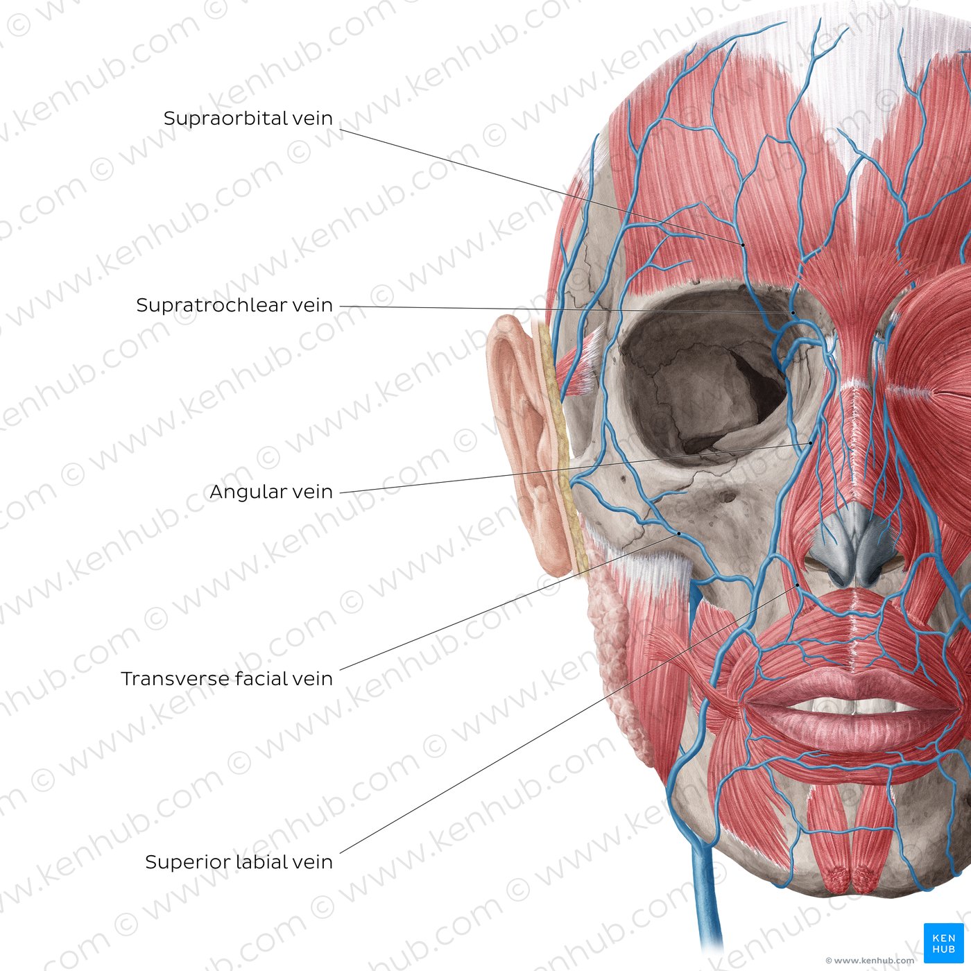 Veins of face and scalp (Anterior view: deep)