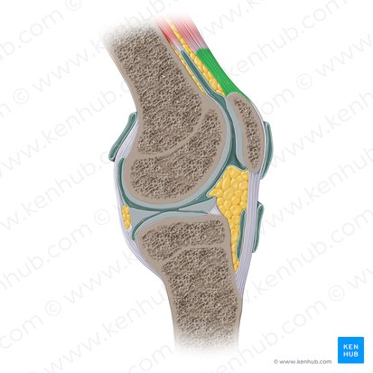 Tendon of quadriceps femoris muscle (Tendo musculi quadricipitis femoris); Image: Paul Kim