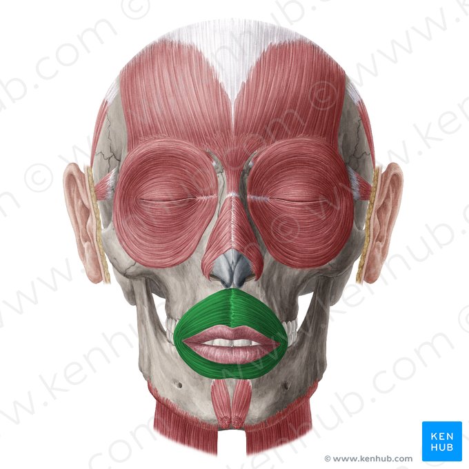 Músculo orbicular de la boca (Musculus orbicularis oris); Imagen: Yousun Koh