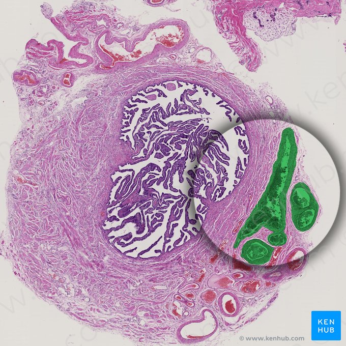 Ramos das artérias uterinas e ováricas (Rami arteriarum uterinae et ovaricae); Imagem: 