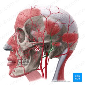 Arteria auricular posterior (Arteria auricularis posterior); Imagen: Yousun Koh