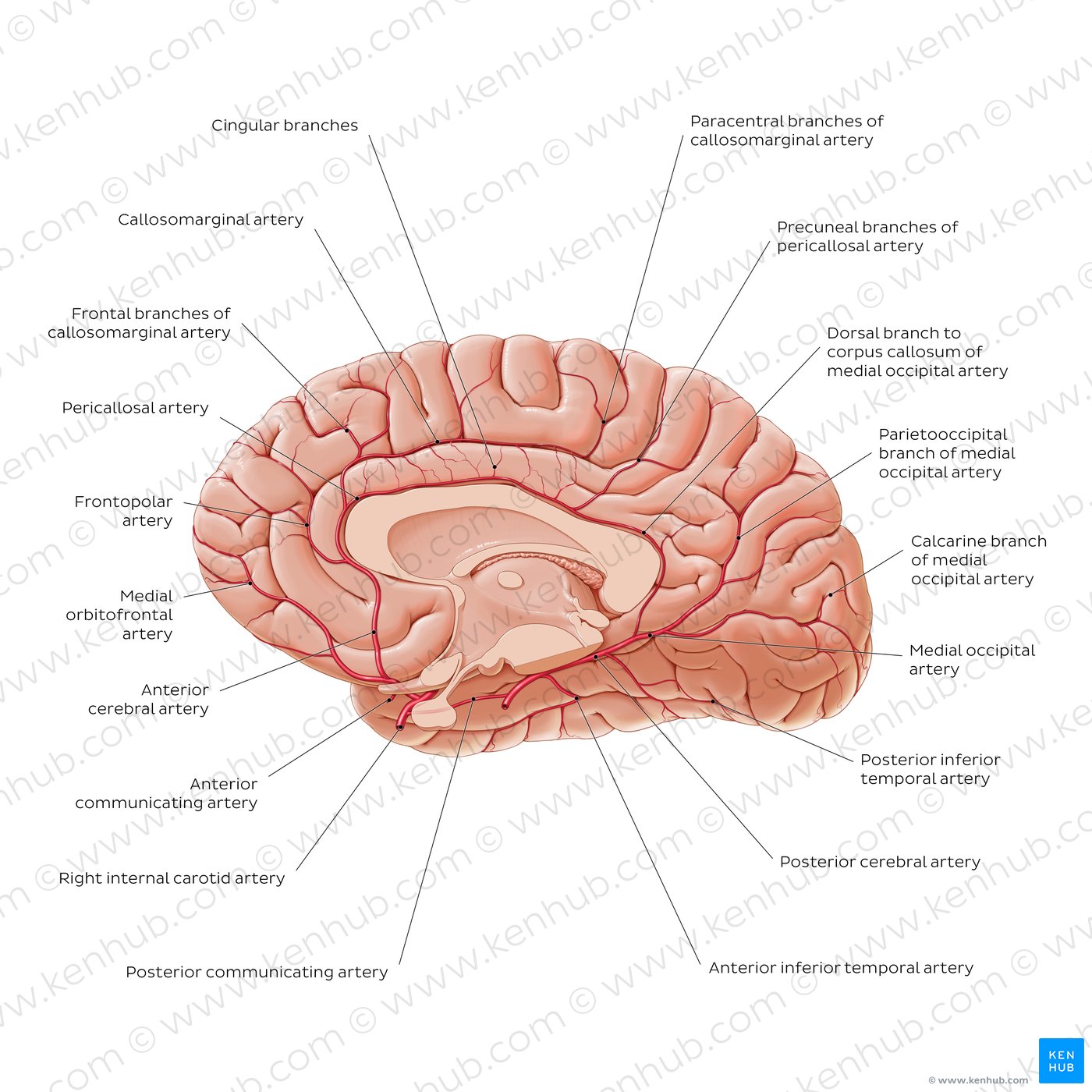 Blood supply to the corpus callosum and surrounding structures