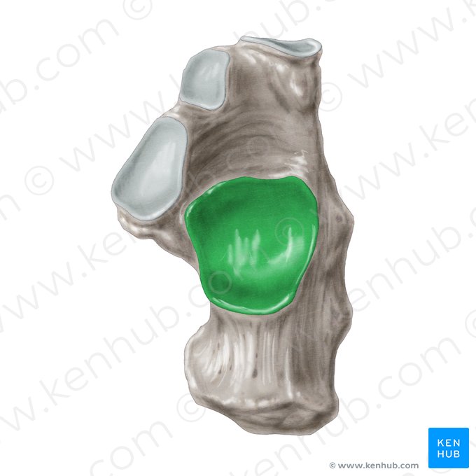 Superfície articular talar posterior do calcâneo (Facies articularis talaris posterior calcanei); Imagem: Samantha Zimmerman