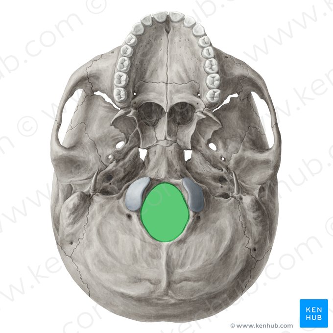 Foramen magnum (Großes Loch); Bild: Yousun Koh