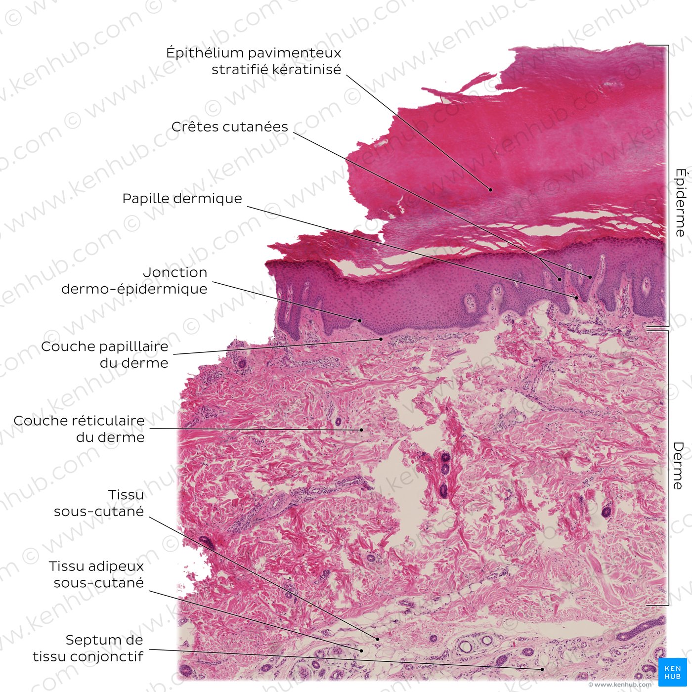 Structure histologique de la peau