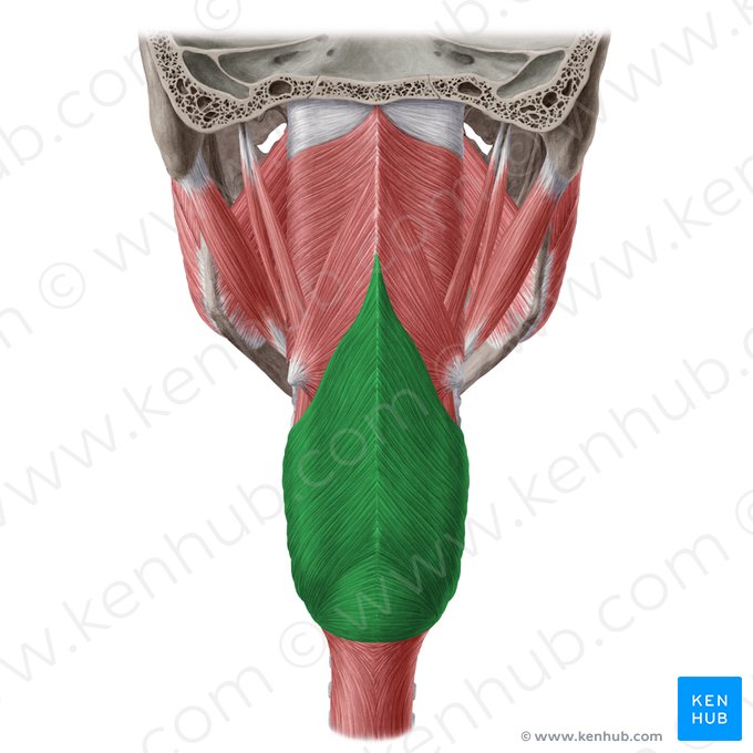 Músculo constrictor inferior de la faringe (Musculus constrictor inferior pharyngis); Imagen: Yousun Koh