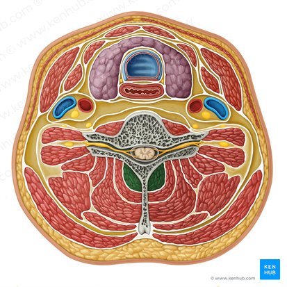 Multifidus muscle (Musculus multifidus); Image: Irina Münstermann
